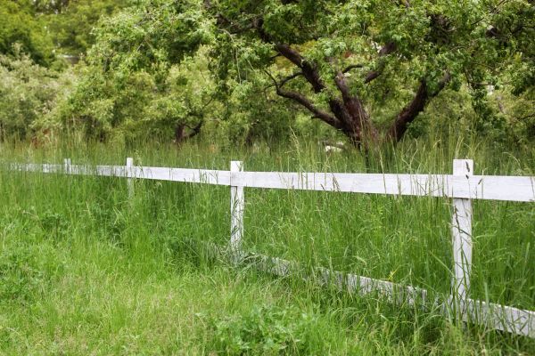 Cost of Fence Line Trimming in Southport